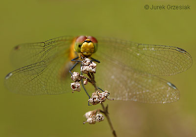 Szablak zwyczajny - Sympetrum vulgatum