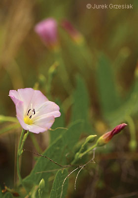 Powj polny - Convolvulus arvensis