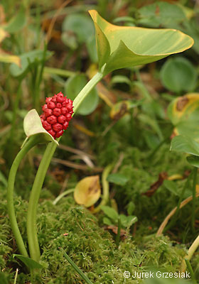 Czermie botna - Calla palustris