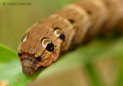 Zmierzchnik gadysz - Deilephila elpenor