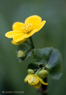 Kaczeniec botny - Caltha palustris