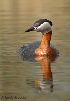 perkoz rdzawoszyi - Podiceps grisegena