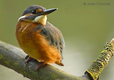 Zimorodek - Alcedo atthis Zimorodek - Alcedo atthis