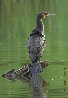 kormoran odpoczywajcy po polowaniu