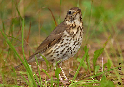 Drozd piewak - Turdus philomelos