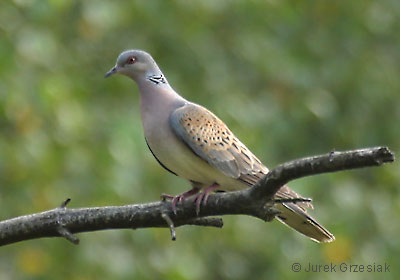 Turkawka - Streptopelia turtur