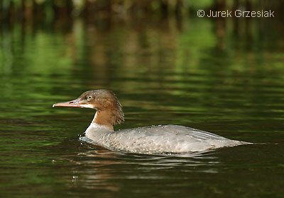 Tracz nurog - Mergus merganser