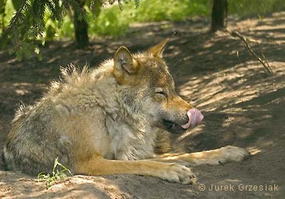 Wilk - Canis lupus