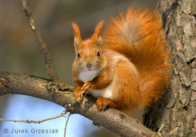 Wiewirka ruda - Sciurus vulgaris