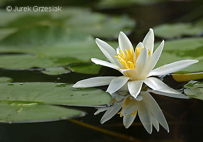 Grzybienie biae - Nymphaea alba