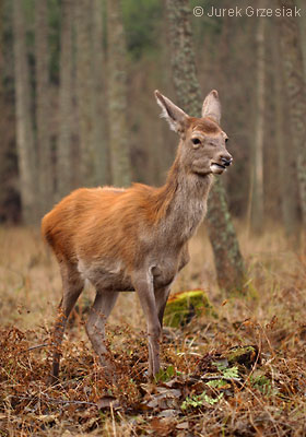 Jele szlachetny - Cervus elaphus