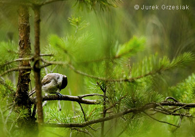 Sikora uboga - Parus palustrlis