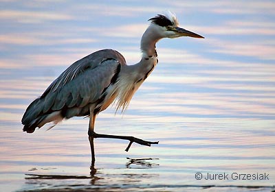 Czapla siwa - Ardea cinerea