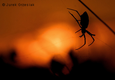 Tygrzyk paskowany - Argiope bruennichi