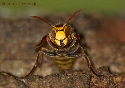 Szerszeń Szerszeń