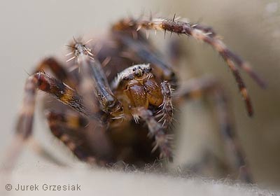 Pająk krzyżak Pająk krzyżak - Araneus Diadematus