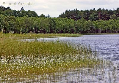 Wielkie gacno - jezioro lobeliowe