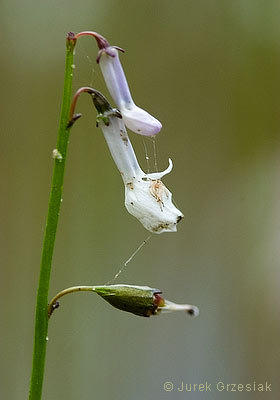 Lobelia jeziorna - Lobelia dortmanna Lobelia jeziorna - Lobelia dortmanna