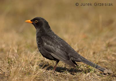 Kos - Turdus merula