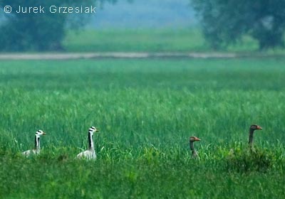 G tybetaska - Anser indicus