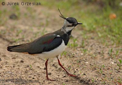 Czajka - Vanellus vanellus