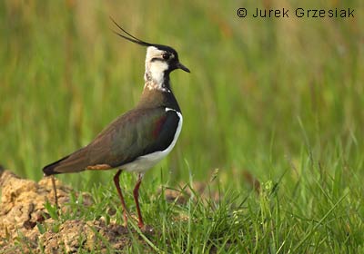 Czajka - Vanellus vanellus