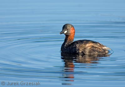perkozek - Tachybaptus ruficollis