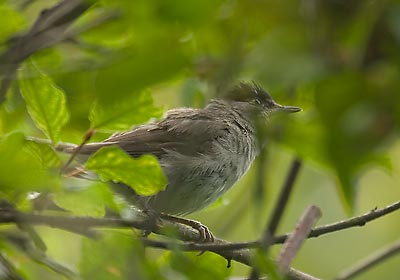 Kapturka, pokrzewka czarnołbista Kapturka - Sylvia atricapilla