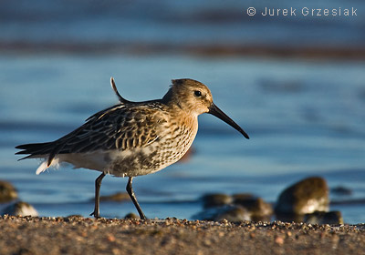 Biegus zmienny - Calidris alpina