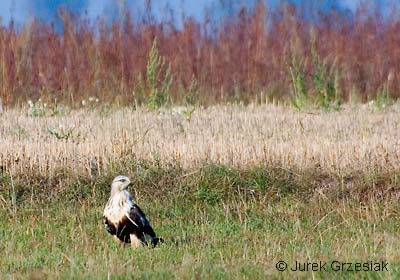 Myszołów włochaty - Buteo lagopus Myszołów włochaty - Buteo lagopus