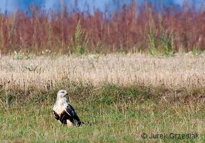 Myszow wochaty - Buteo lagopus