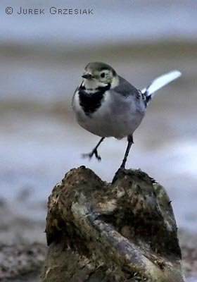 Pliszka siwa - Motacilla alba