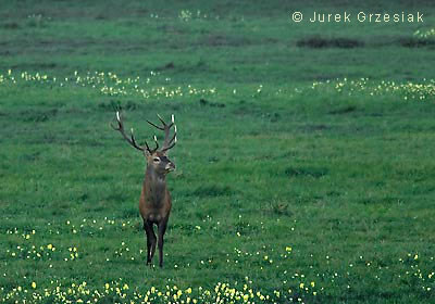 Sarna - Capreolus capreolus