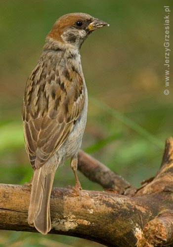 Mazurek Mazurek - Passer montanus