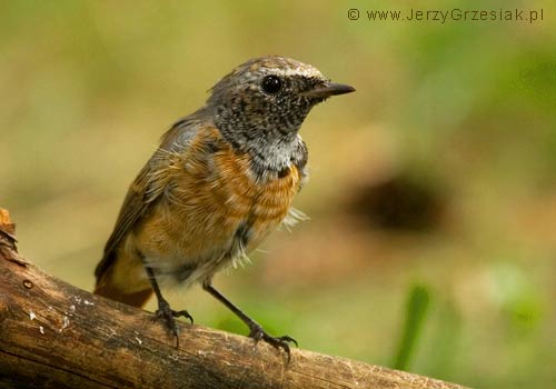 pleszka - Phoenicurus phoenicurus