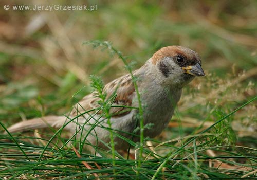 Mazurek