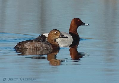 Głowienka - Aythya ferina Głowienka - Aythya ferina