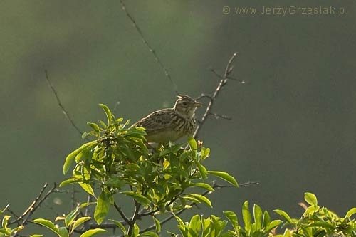 Skowronek polny - Alauda arvensis