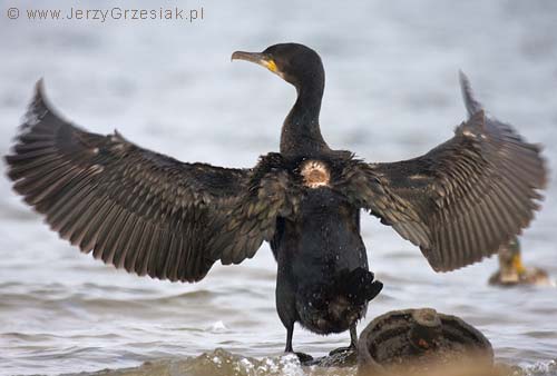 Kormoran czarny - Phalacrocorax carbo