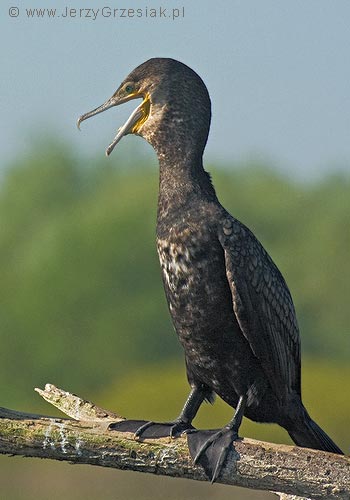 Kormoran czarny - Phalacrocorax carbo