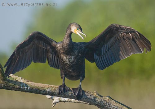 zdjcie kormorana suszcego skrzyda