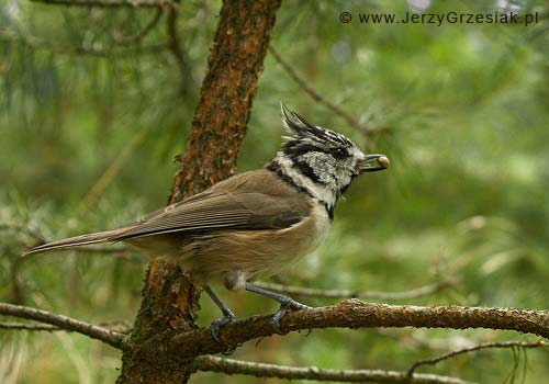 Sikora Czubatka - Parus palustrlis