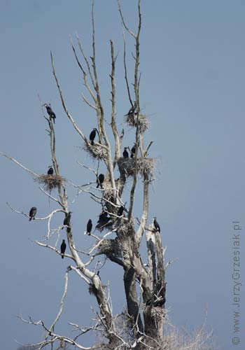 kolonia kormoranw czarnych