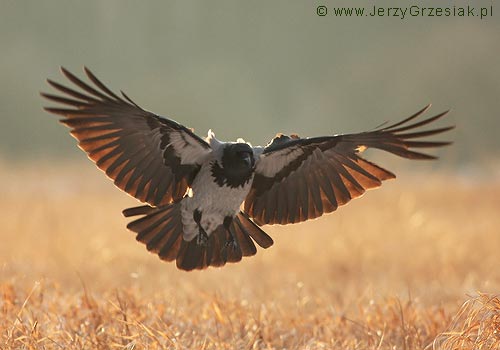 Wrona siwa - Corvus corone cornix