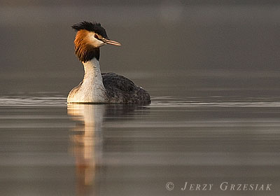 Perkoz dwuczuby - Podiceps cristatus