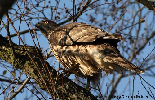 Jastrząb - osobnik w szacie juvenalnej Jastrząb - Accipiter gentilis