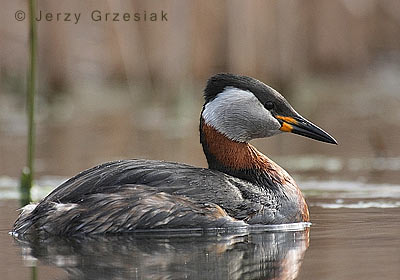 fotografia przyrodnicza perkoza