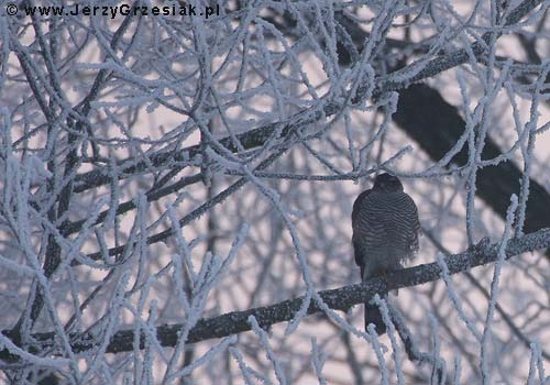 Krogulec - Accipiter nisus