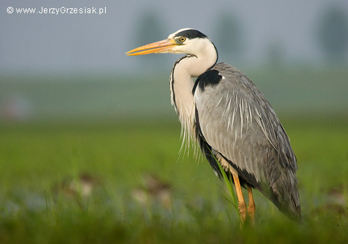 Czapla siwa - Ardea cinerea Czapla siwa - Ardea cinerea