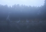 uraw - grus grus